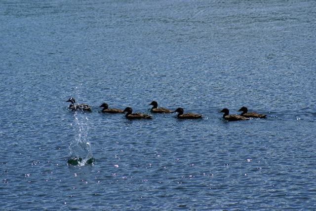 They don't even respond to the call of "Fore!" when  a bad chip misses the raft.