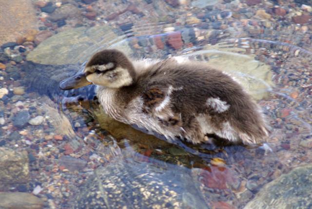 The ducks on the north end are without fear this year.  I'll bet someone is feeding 'em.