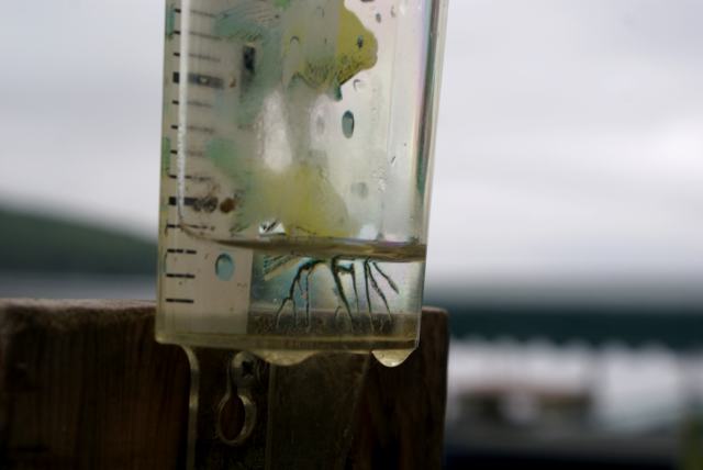The bad news was in the totals.  We might have got almost 1 inch for the entire week.  And that's generous.  The lake level continues to fall.  We could use a very large storm.  Say a yard of rain or so.
