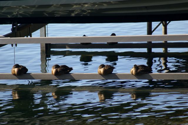 The ducks that overflowed from the woods and are now roosting on boat lifts did not seem to mind the cool weather.