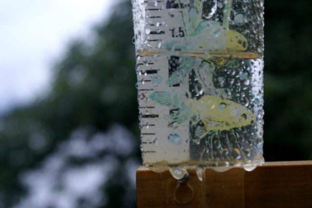 Rain! The end of August had rain!  Over an inch!
