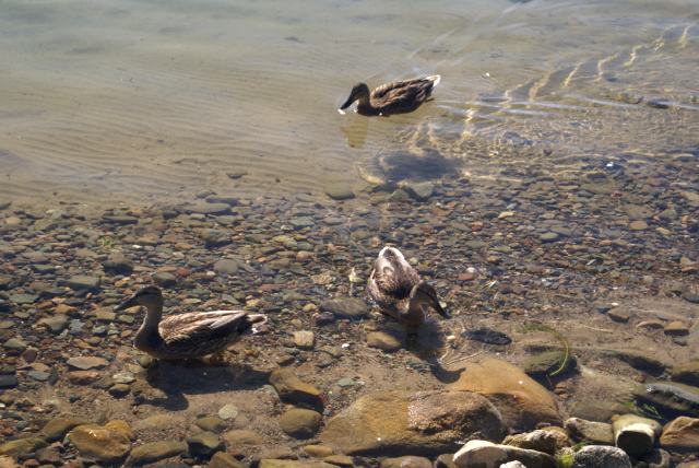 The duck infestation that has plagued the north end of the lake is getting smaller in count and larger in size.  