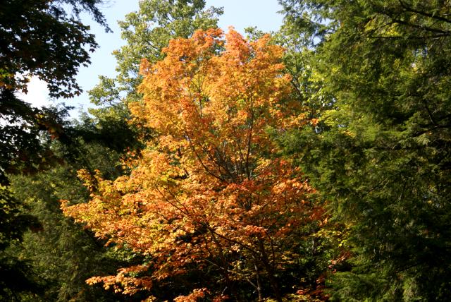 More than one tree is jumping the gun on peak color weekend (October 2nd, 3rd , and 4th).