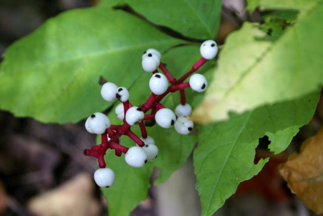 'Tis the height of "Strange Berry" season.  They inedibly colored the northwoods all weekend.