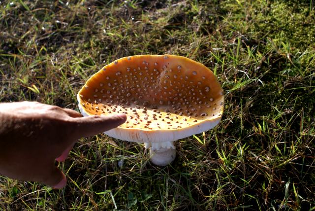 The "Giant Mushroom Hazards" near the 5th hole at Nicolet are unique in the world of golf.