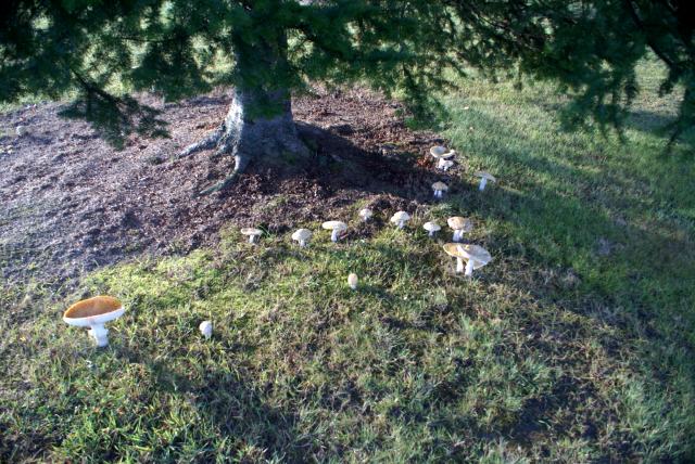 And the trap is growing.  Better to be short with your approach shot on 5 than end up here, unless you have a Mushroom Wedge.  Remember to be careful not to step on any smurfs when transversing the area (unless one is carrying a Maxfli Noodle 1 in its little arms.  Then kick that little bugger across Hwy 8 for me.)