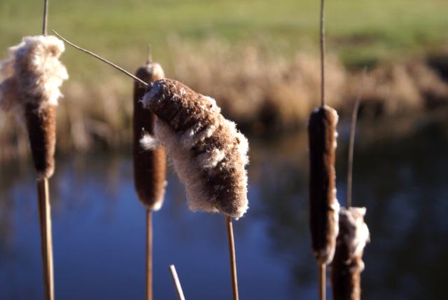 The cattails we have seen grow on the course since April, are exploding in fluffy, white puffs.