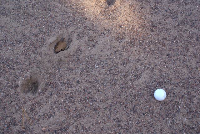 Pushed a ball into the trap on 7.  I was glad it did not land in one of the many deep deer hoof prints that covered the entire area.