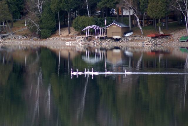 A small flock of white birds (snow geese? Swans?) took a break early Sunday morning on the north end of the lake.