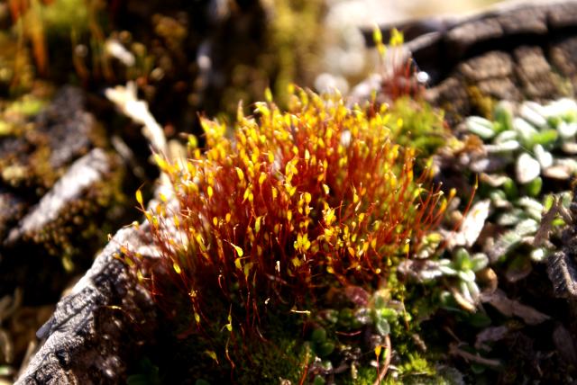 A strange patch of plant life is growing on the stump between the 7th green and the 8th tee.  I'm not sure what it is, but the red stems and lite green tops forced a picture.