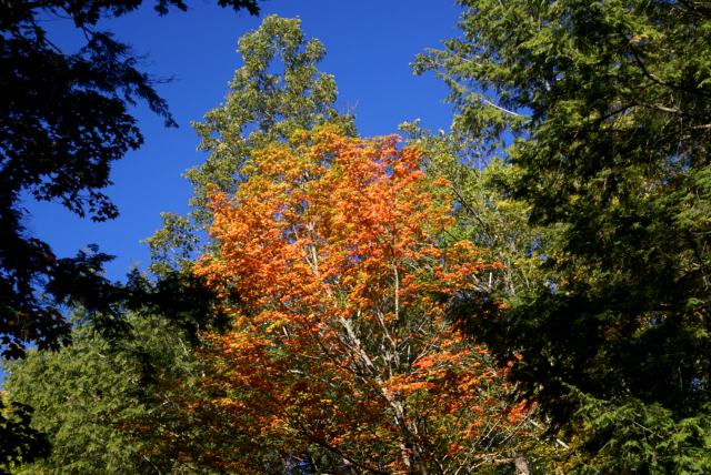 The trees, they are a-changin'.  Sure there's still plenty o' green, but the reds are spreading.