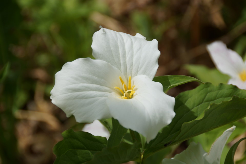 In a normal year the trillium are more of a memory than a flower by June.  This year, due in no small part to the slow onset of Spring, they're still around.