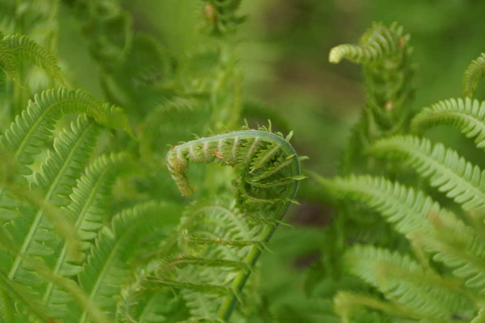 The fiddleheads and friends have almost finished their fractal dance and full fern is just days away.  That last sentence was brought to you by the letter "F".