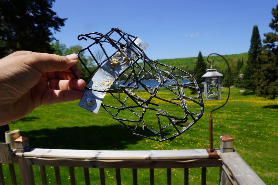 On a sunny morning late last week, a local bear decided that crude protein is a good part of a nutritious breakfast.  The cage got all bruined up.