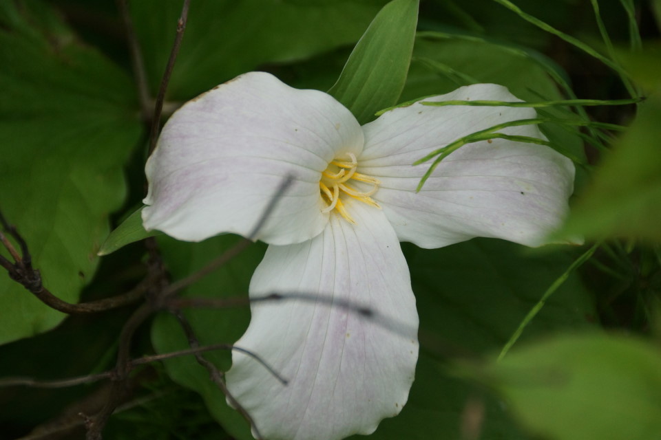 The trillium are nearing the end.  Some still have whiteness but most have turned purple and wilty.