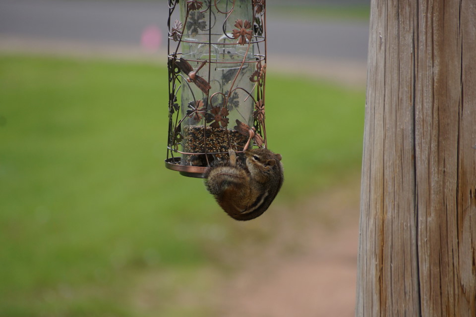 The birds have been very active as of late.  We've personally seen blue ones, yellow ones and furry ones.  What the furry ones lack in flight capability they make up for in appetite.