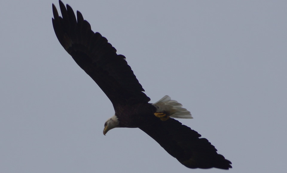 A lone eagle has been hunting the north end for most of the week.