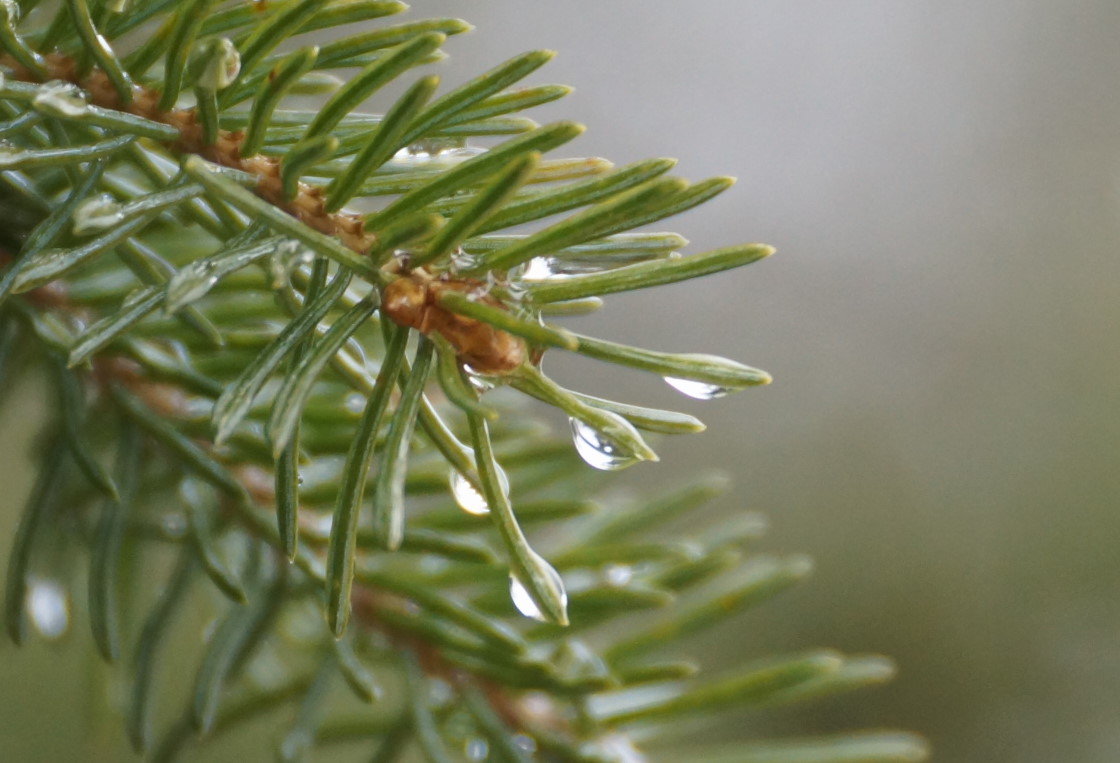 Rain, another item mentioned in some of the older oral history stories, was also rediscovered this week. For those of you that may have forgotten, rain is a type of snow in liquid form. And you don't have to shovel it.
