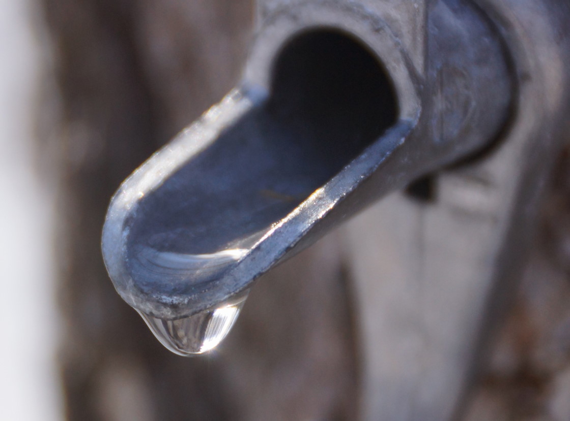 The warming weather coaxed local maple trees to run one drop at a time.