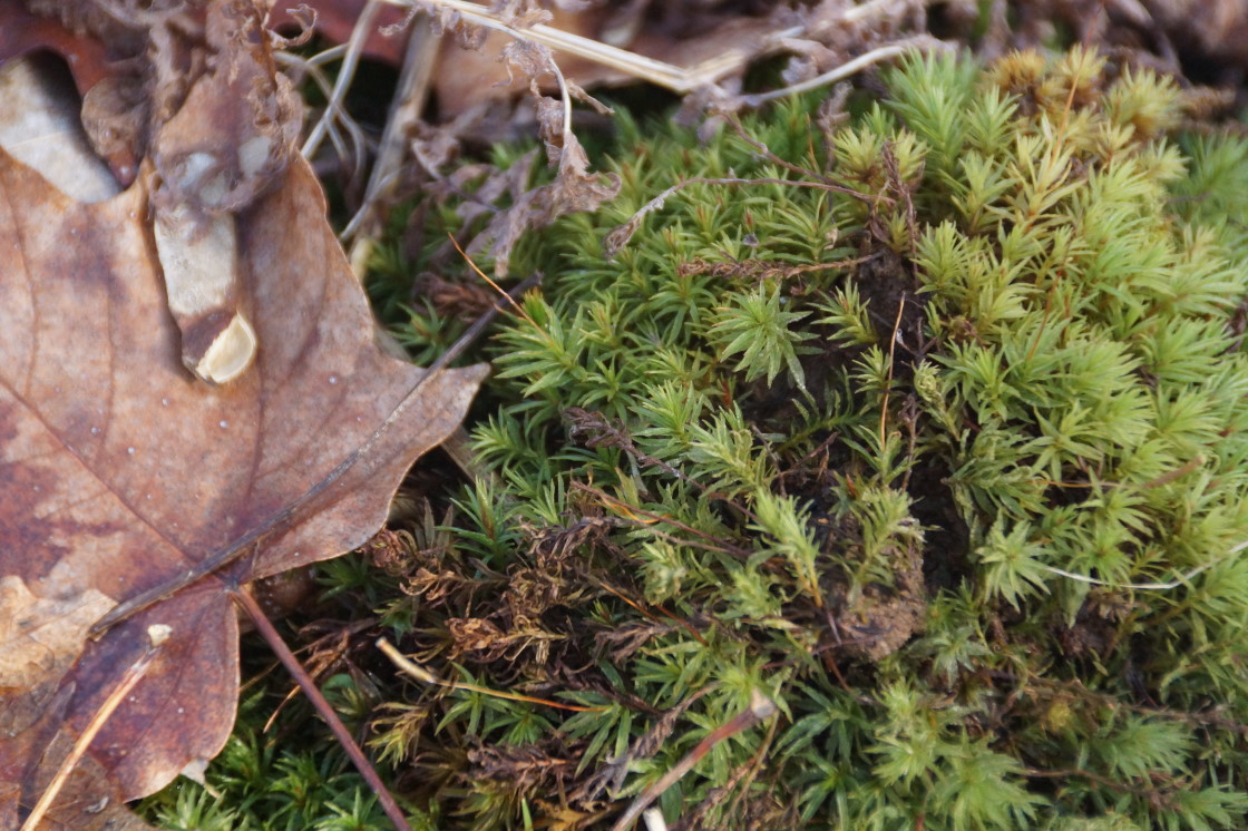 If you look closely, there's green in some spots of the forest floor.