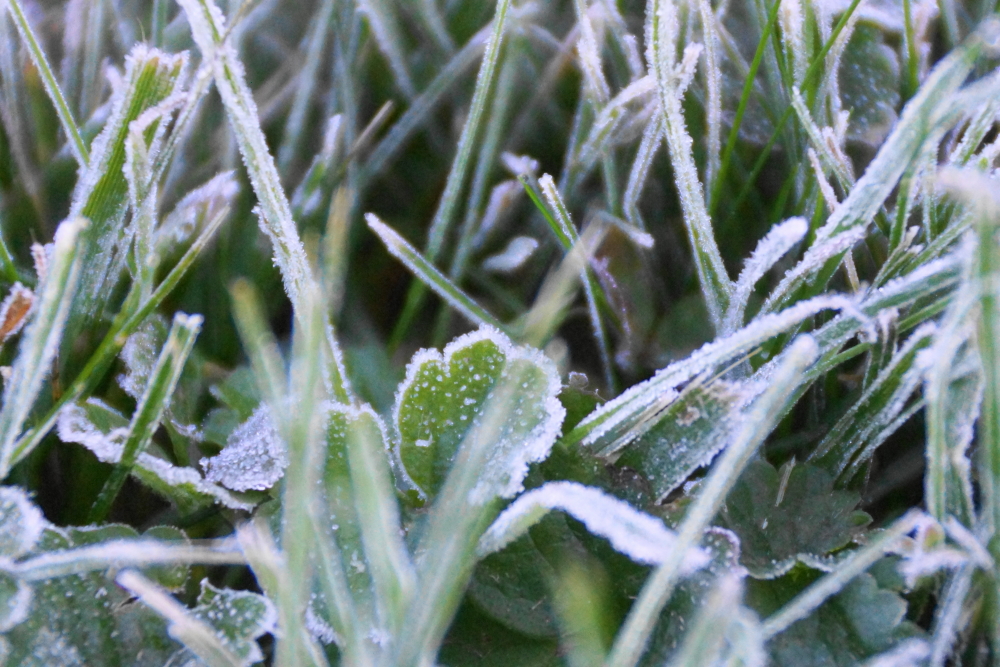 Frost covered lawns on two consecutive days. It wasn't a hard freeze in that a few annuals managed to survive.
