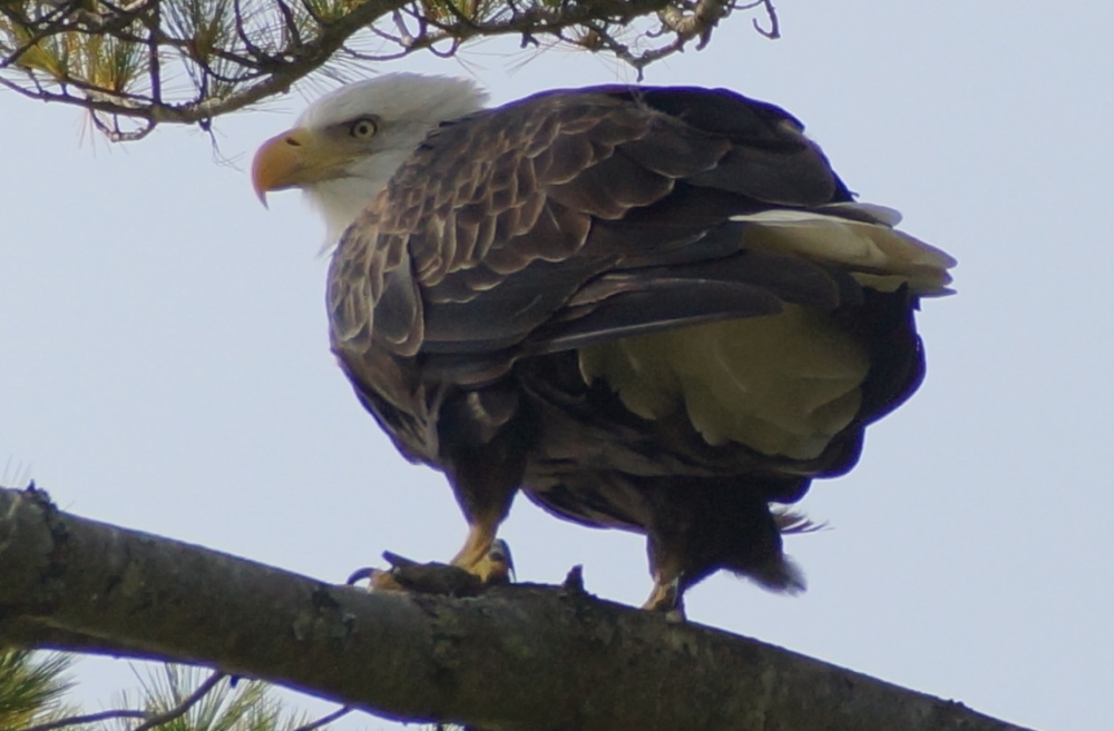 Sometimes they're not flying.  On more then one occasion we've caught them resting high in the white pines on the North end of the lake.
