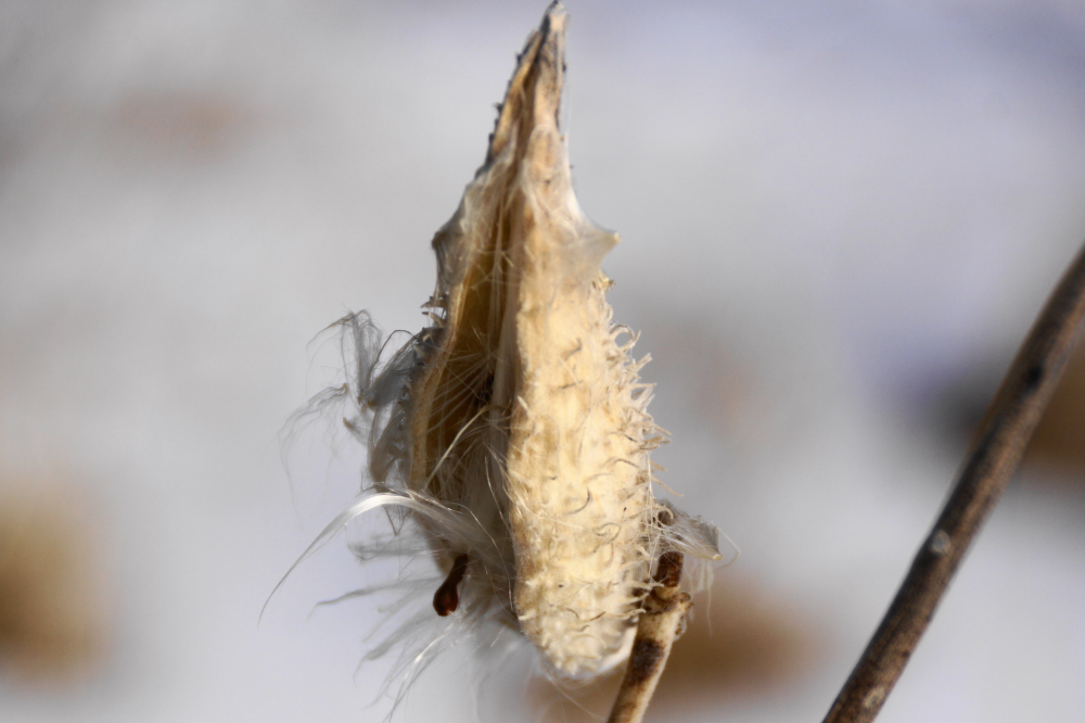 Almost all of the coating burned off by the afternoon, leaving behind only the echos of last Fall.