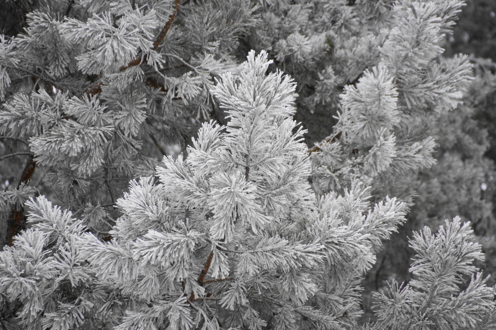 The snow may have been light, but there was also plenty of hoarfrost most mornings.