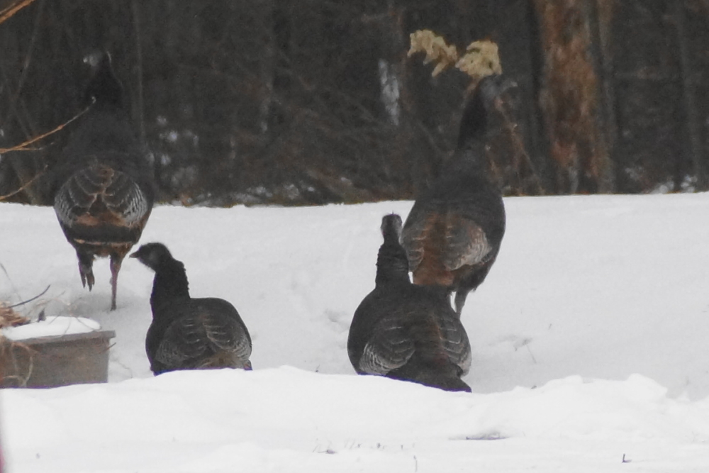 There were also many wild turkeys skittering about the North end of the lake..