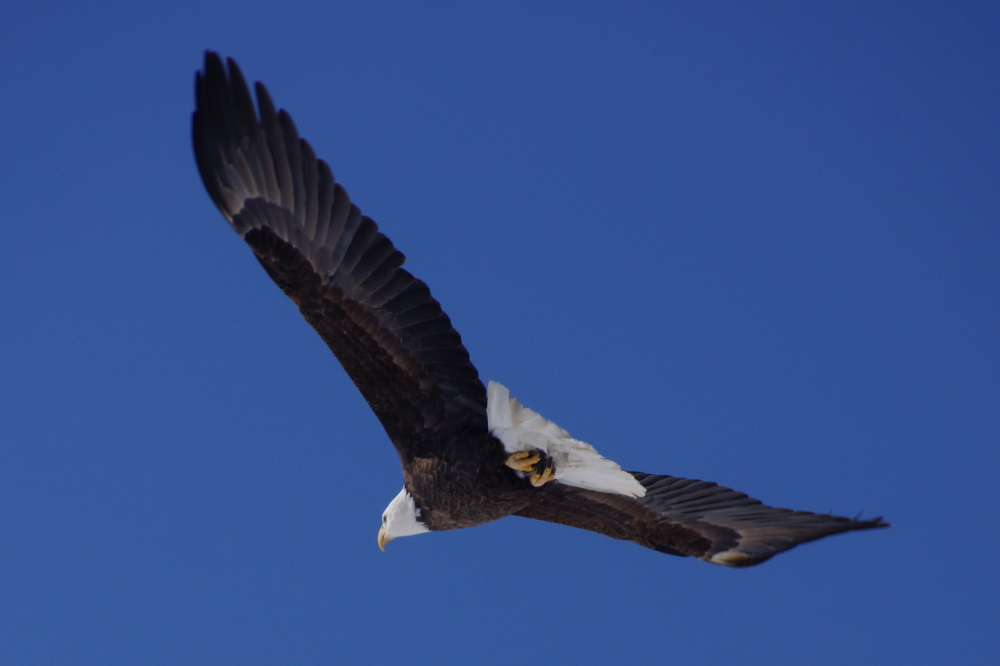 There wasn't many fish or cursed squirrels to munch so It didn't stay long.