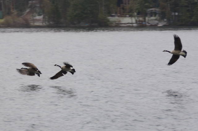 There are still few boats in the water, but some would get a flying start and do short footin' runs on the North end of the lake.