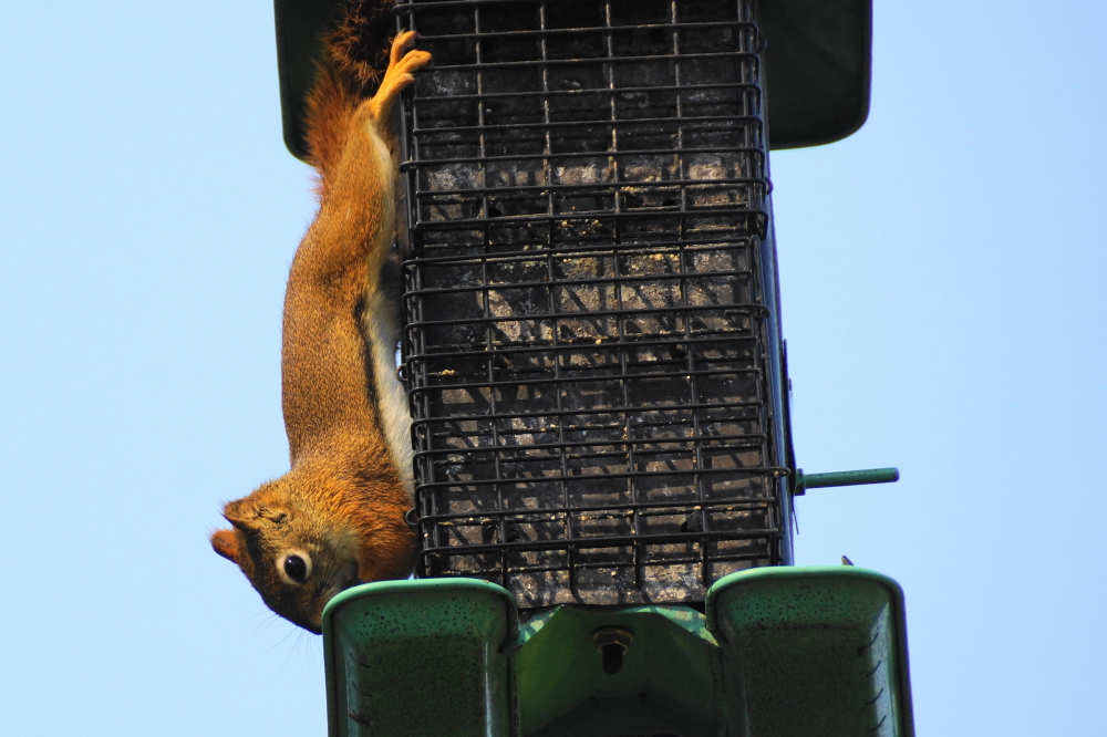Up to and including those strange fuzzy red birds that infest the feeders at the bar.