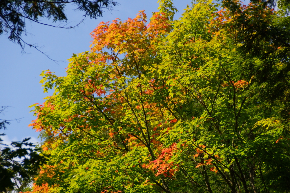 The cooler nights, mostly in the mid 40s°F, have helped put a little color in some trees.