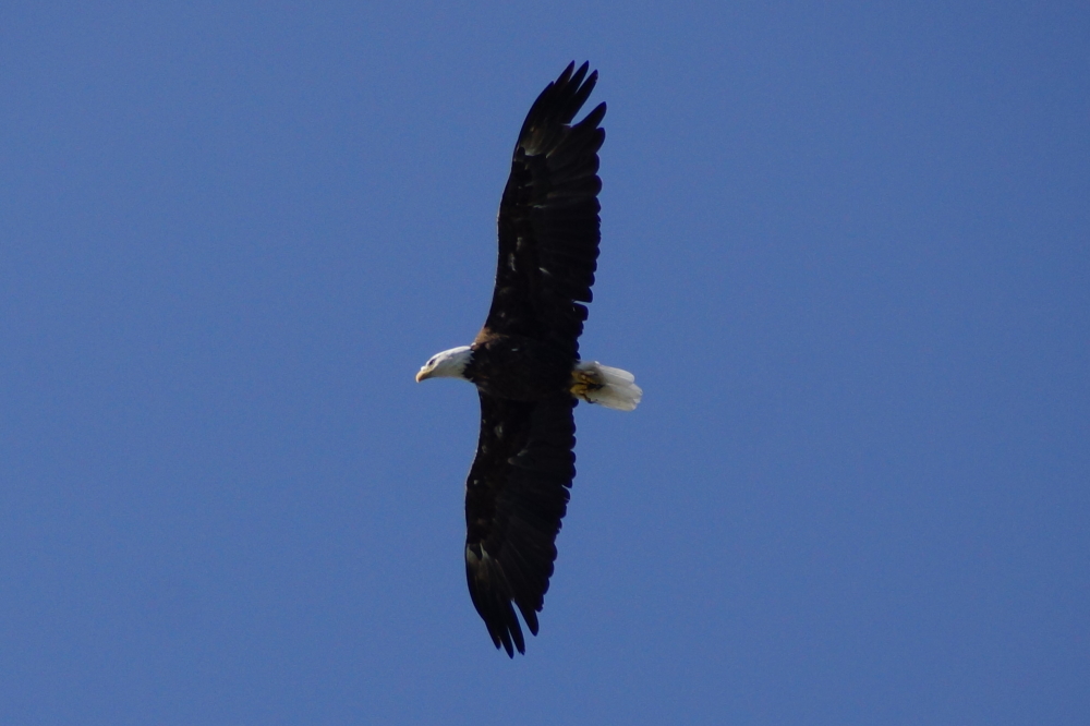 The eagles hovered on the wind about 50 feet above the waves only dropping down to get a fishy lunch.
