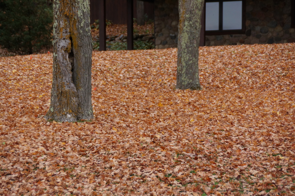 A strong wind would have caused a leaf storm. All we got were gentle breezes, so we got leaf drizzle. That colorful sprinkle added up over the days and lawns became some sort of a Pollock painting.