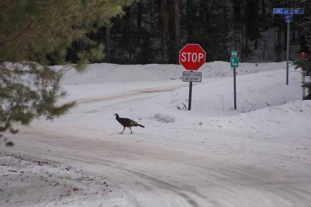 Other roads around the lake had treacherous packed snow/ice patches that increased heart rates and spontaneous "dance moves" of those foolish enough to trek on them.