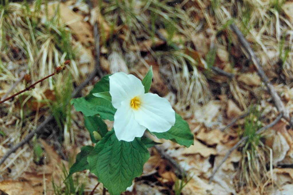 Spring! It's about time. The Winter has been long. Just when we figured we'd never see another trillium again, they're popping up all over the place. With the snow all but gone, it's time to put the water back in and assess winter snow damage on area structures.