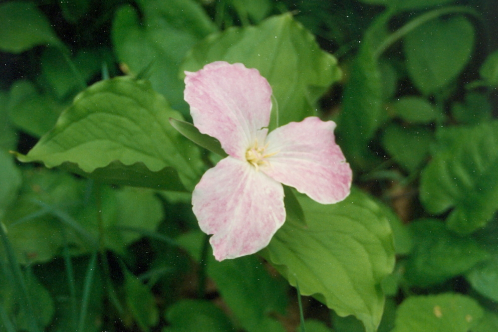 Trillium season is showing the purple sign of being almost done.