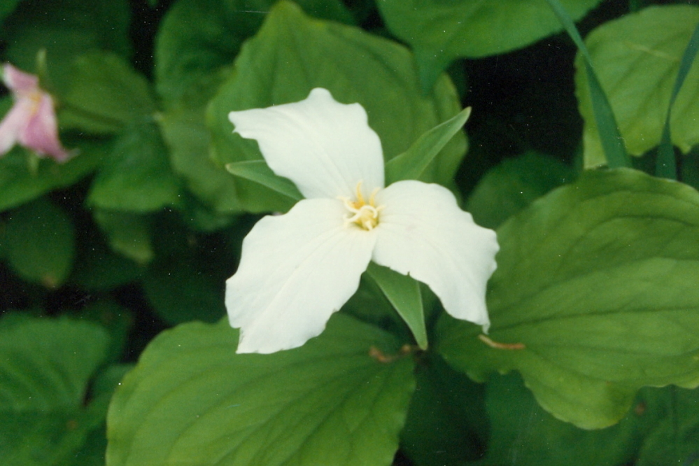 There were still a few that would dispute the flowers' end.