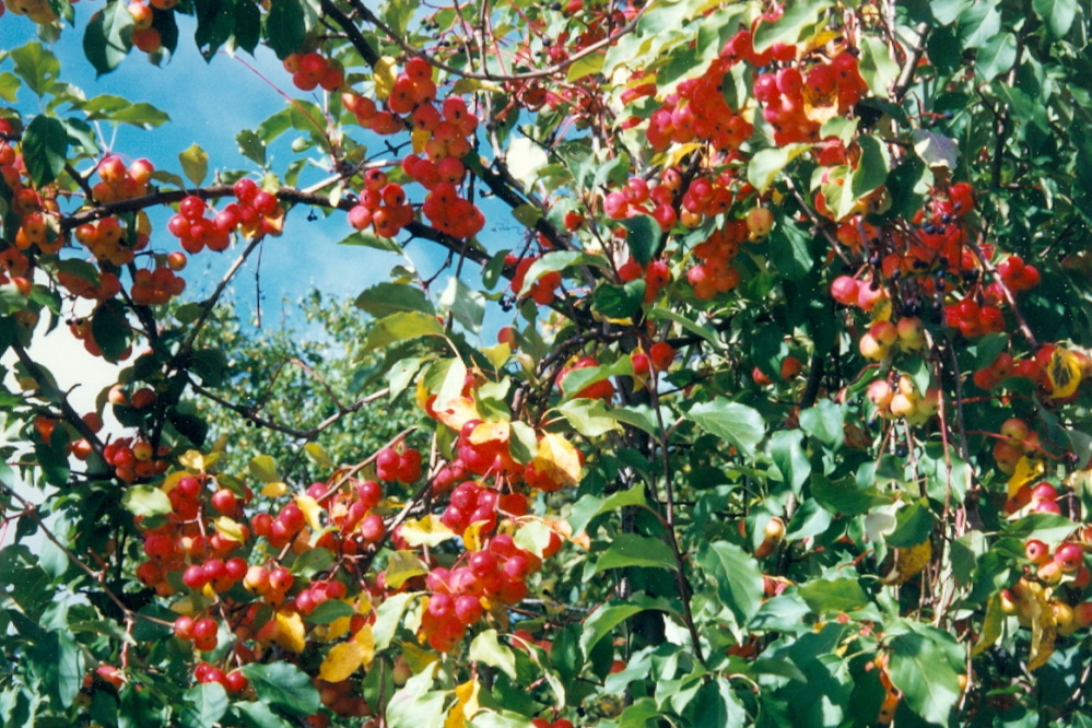 The Crabapples are in full crab. Pretty, but not too tasty (at least to us).