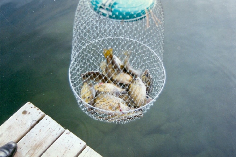 We caught (cleaned, cooked, and ate) 15 of them on Thursday night.