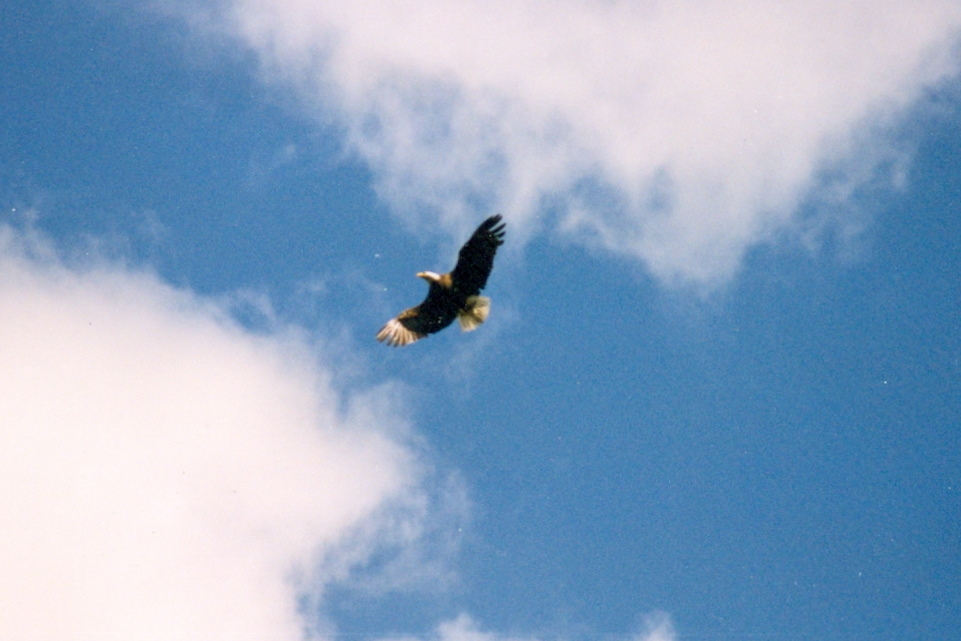The way the eagle that has been effortlessly gliding around the lake, it was clear that it did not enjoy any colossal pancakes.