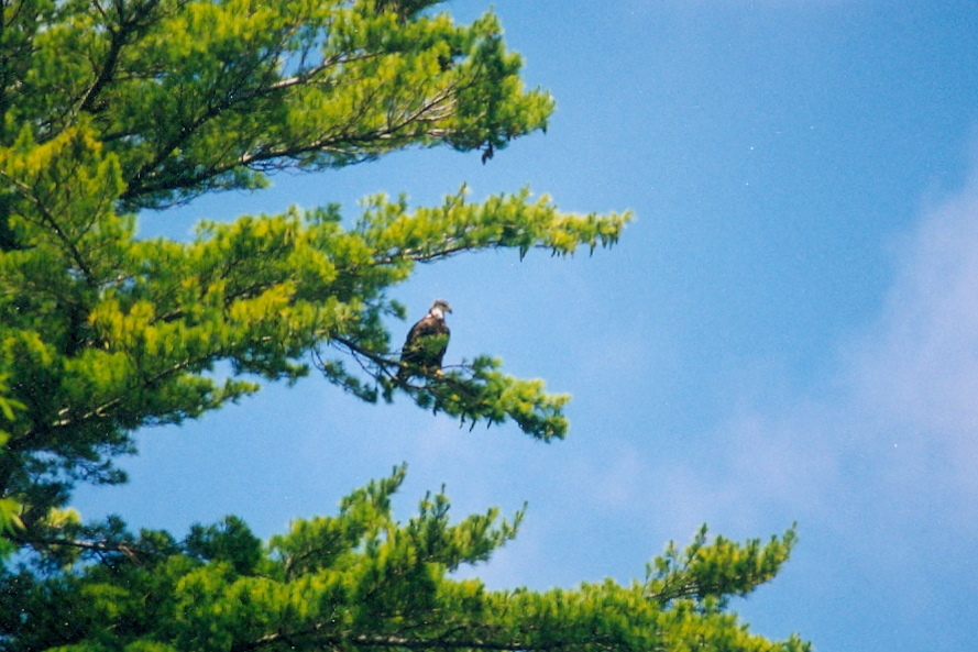 The way that the pine limbs did not snap off as it perched was also a clue to its great pancake-less-ness.
