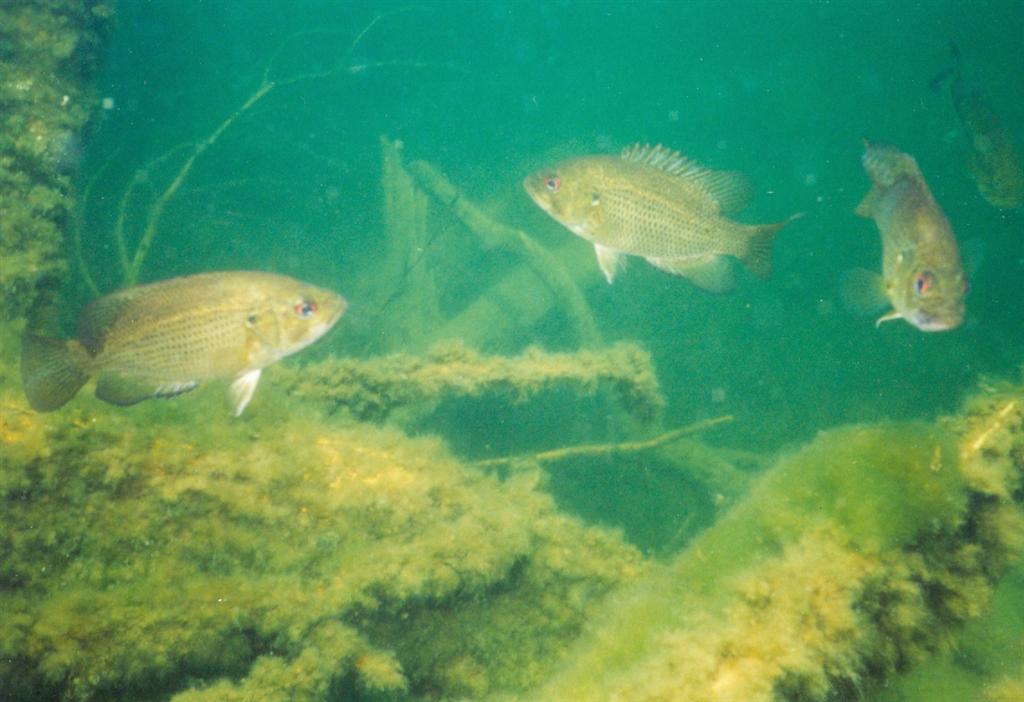 A few dives corroborated the reports of local fisherman. The fish are plenty and active. 