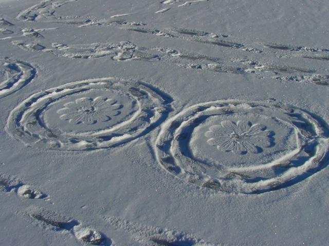 Snow flowers! One of the first harbingers of Spring.