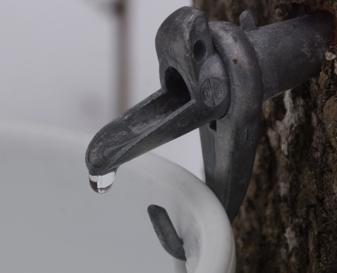 It was warm enough for the maples to run a bit on Friday and Saturday. The sub-zero cold shut them down after that. Unless a freakish warm front pops out of nowhere, the first collecting of tree sap will be next Saturday or Sunday.
