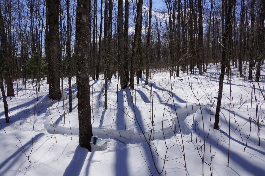 The change in the woods over the next few weeks never ceases to astound. Snowshoes plodding along the snow mazes from bucket to bucket will give way to tennis shoes on the forest floor in just weeks.