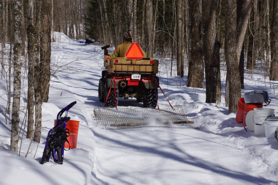 After lesser trails were tromped and spiles tapped into trees, the hump in the middle of the main trails was dealt with. (ooh, smooth!).
