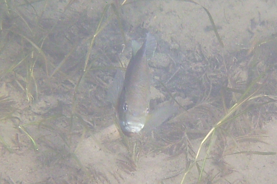 There are a few bluegills on spawning beds just off the raft giving the fish-stink eye to any diver in range.