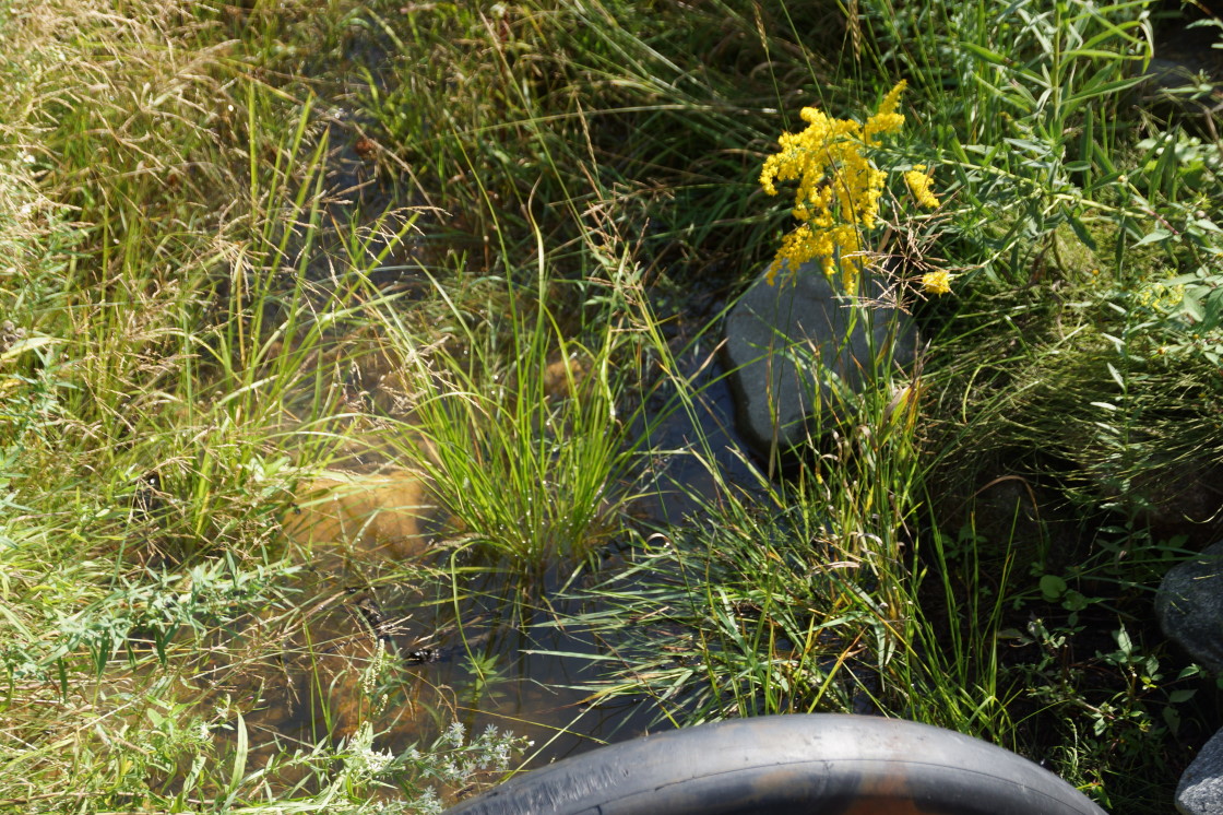 It started Wednesday late. Rain. By Friday, the creek near the bar, dry since early July, was flowing again.